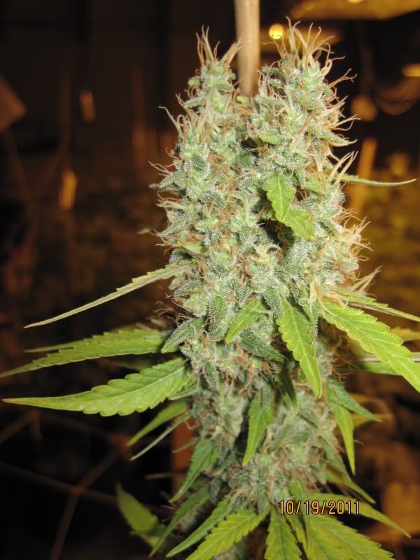 Oct192011ChemDxC99wk9.jpg
