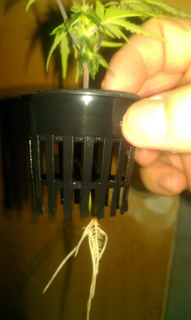 IMAG0305.jpg
