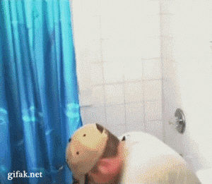 82913911.gif