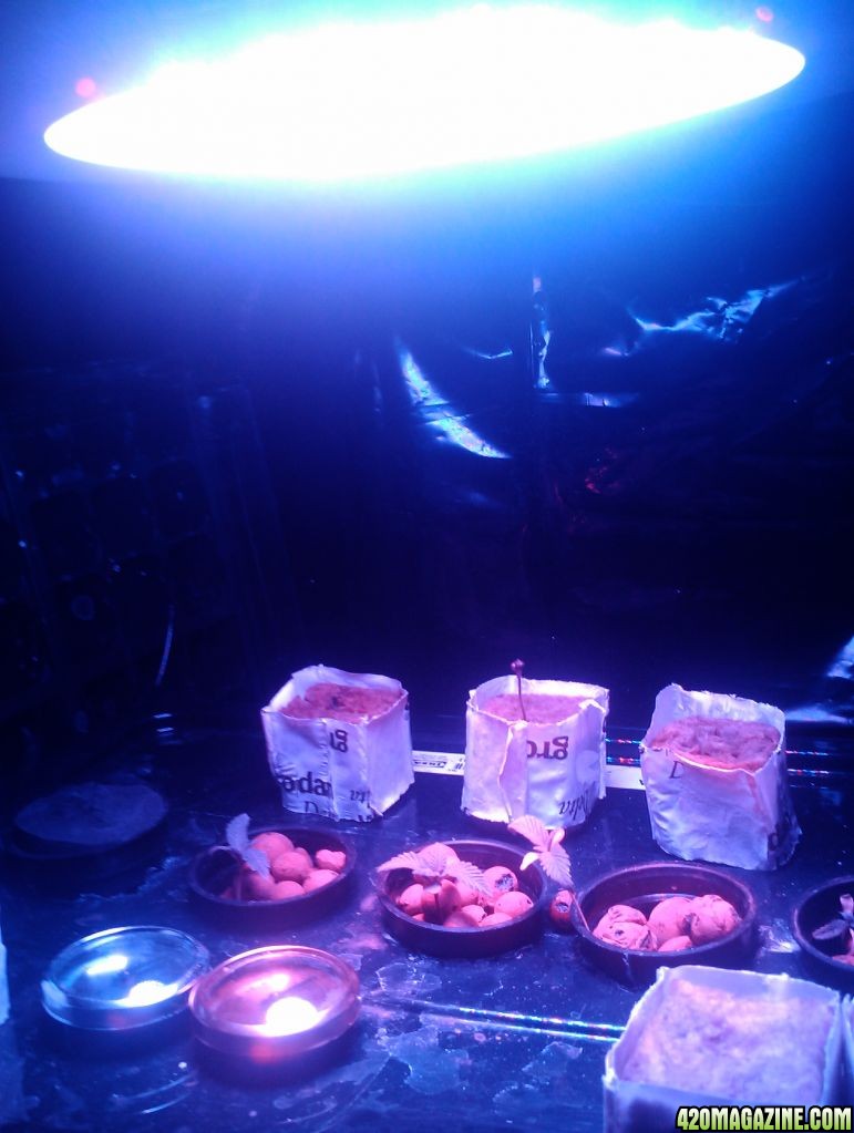 IMG_20120406_175515.jpg
