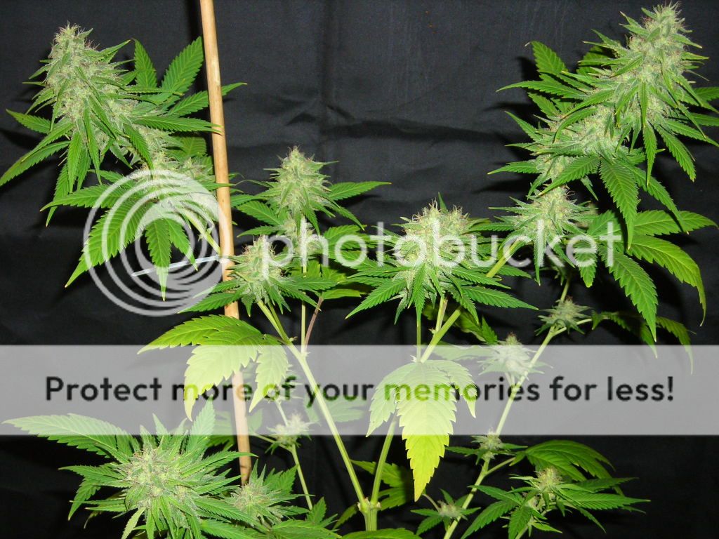 420014.jpg