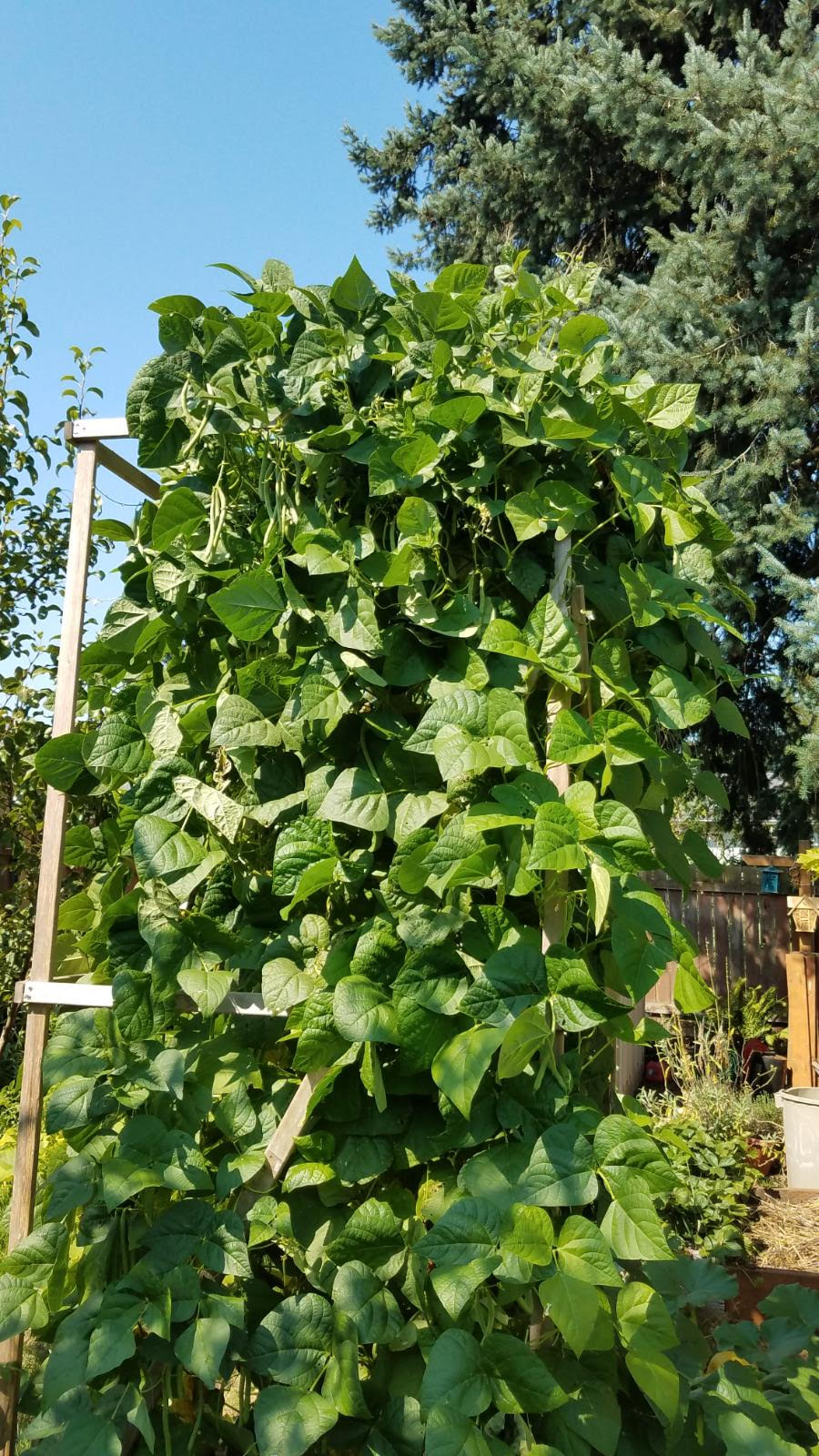 beanmachine8819.jpg