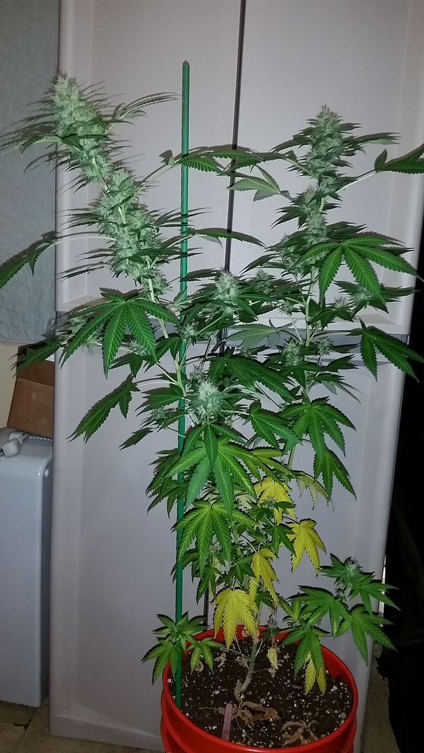 somango1_zps5rbkaibq.jpg
