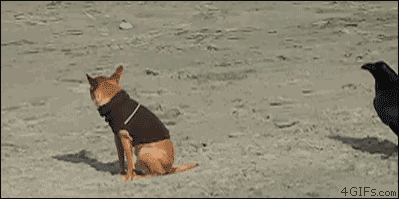 82854023.gif