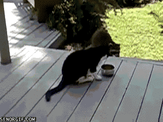 tumblr_n3u4ehuxcX1qewacoo5_400.gif
