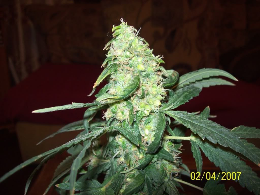 100_8000.jpg