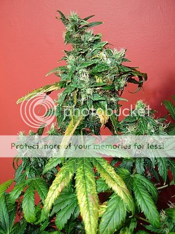 Chop3LST-cola.jpg