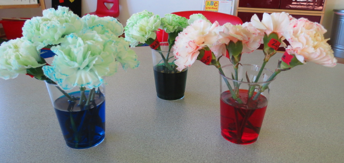 colouring_carnations.jpg