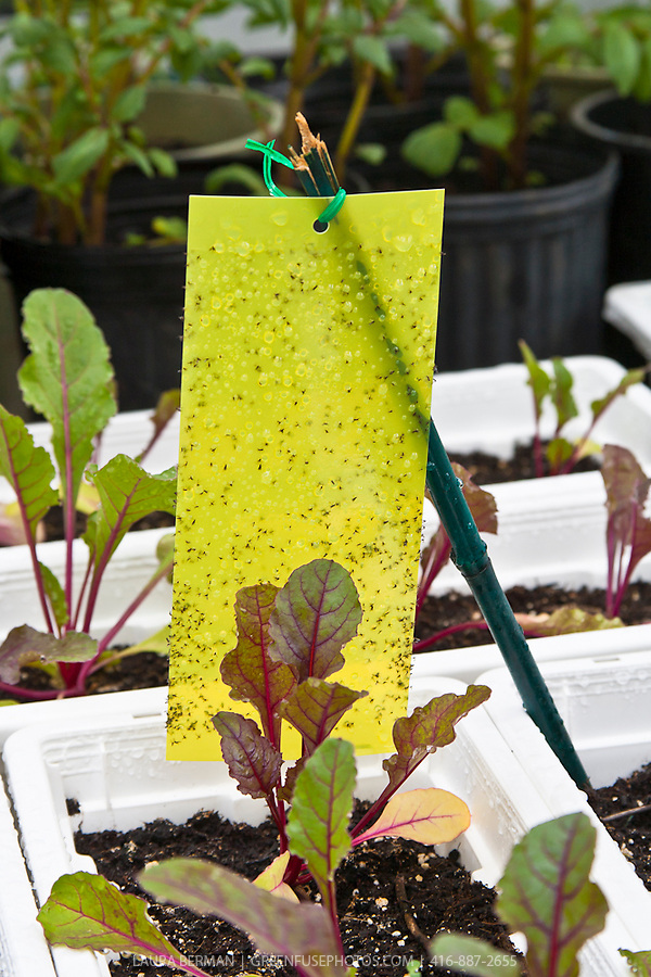 Insect-trap-LB0904-6697.jpg