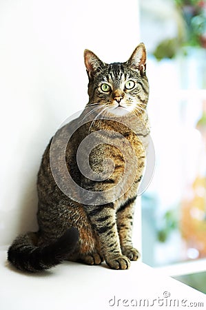 house-cat-window-2514883.jpg