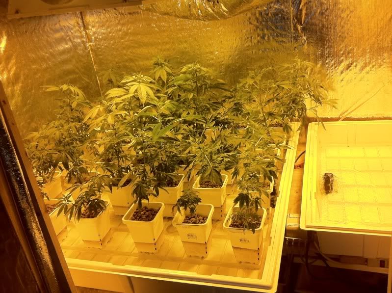 grow108.jpg