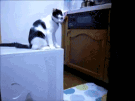d8fa8bcf30805b02e5d52af7f5dd7f04.gif