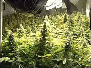 indoor_pot.jpg