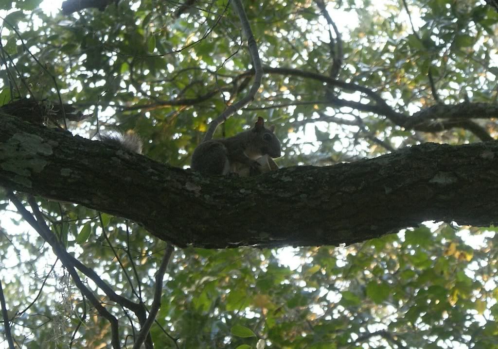 CarnivorousSquirrel_crop0.jpg