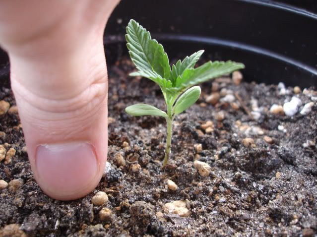 pot1.jpg