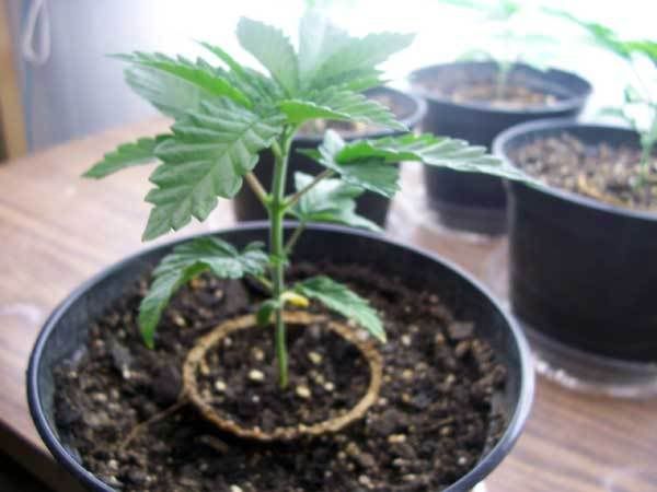hashberry009.jpg