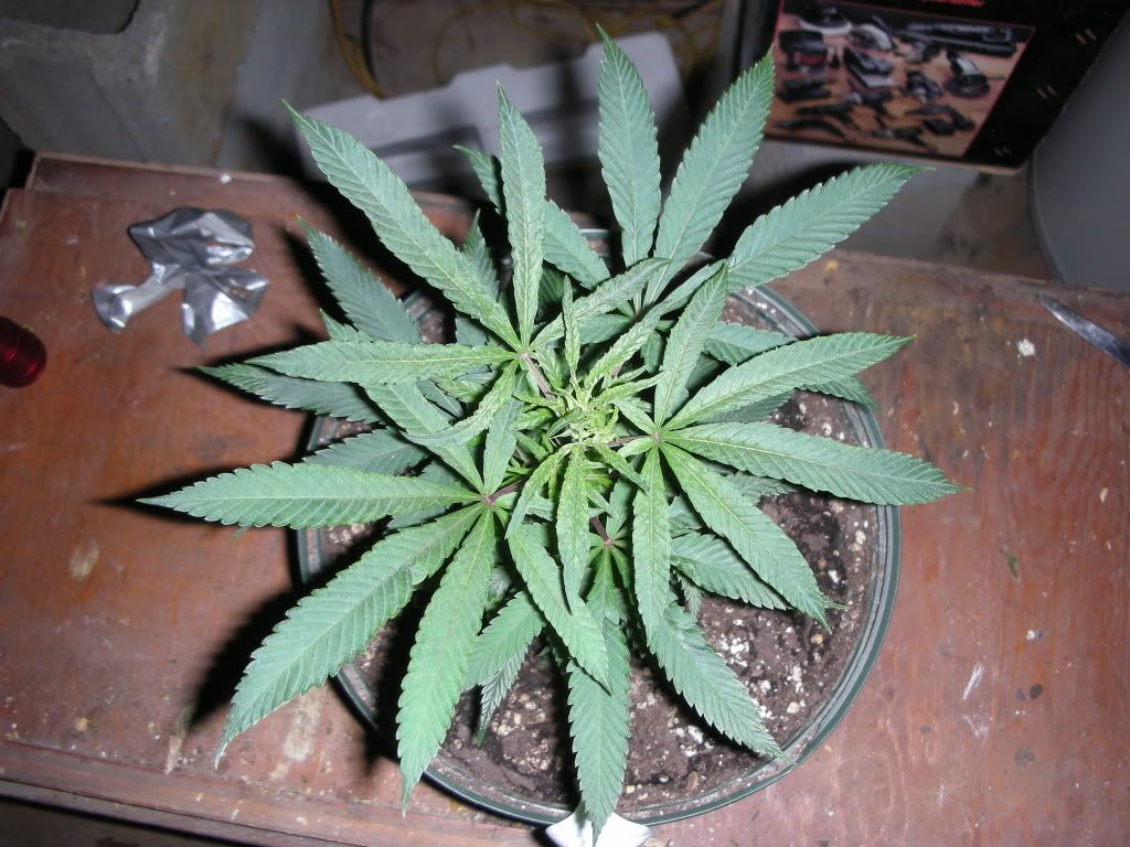 DSCN2495.jpg