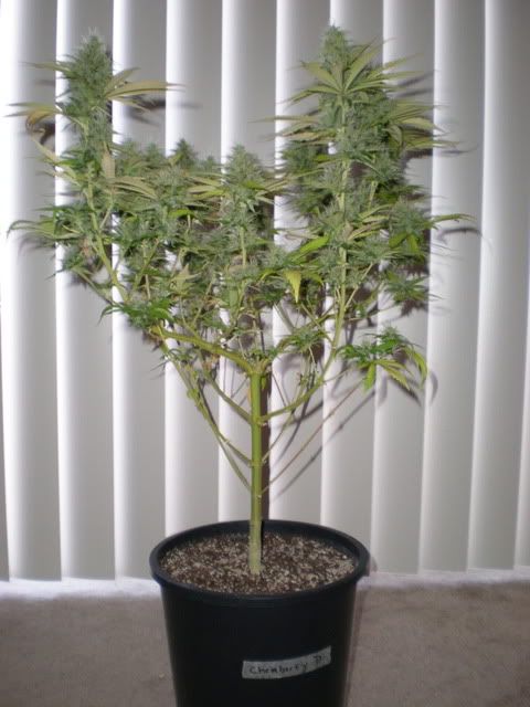 P1010001.jpg
