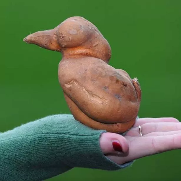 potato-252509093.jpg