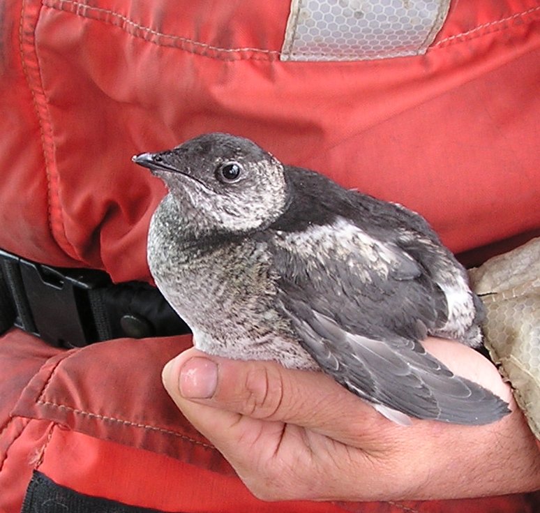 Kittlitzs_murrelet.jpg