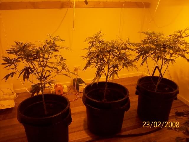 Plants067.jpg
