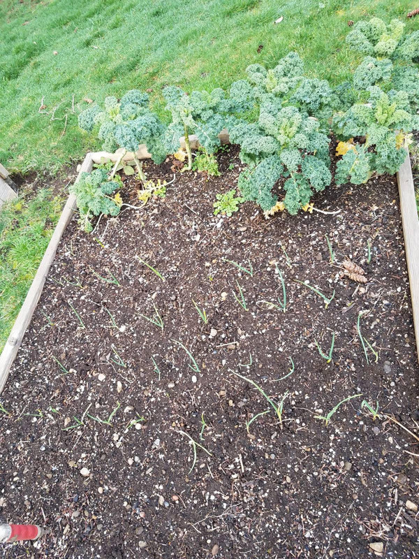kale126.jpg