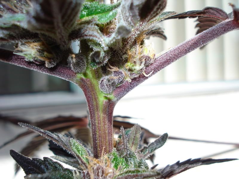 plant089.jpg