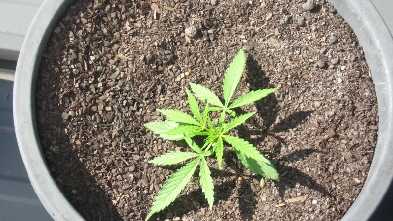 PLANTS006.jpg