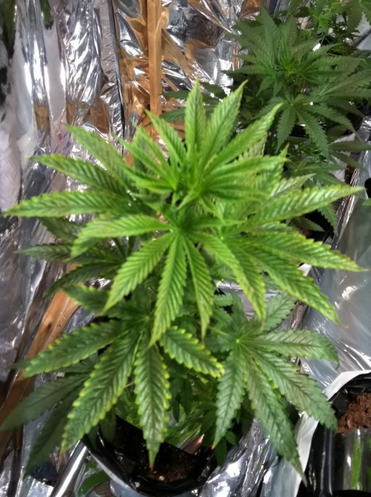 thc3.jpg