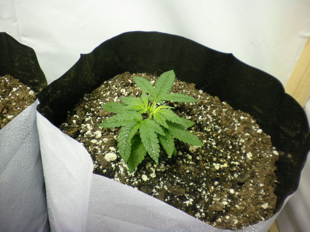 10-11-11005.jpg