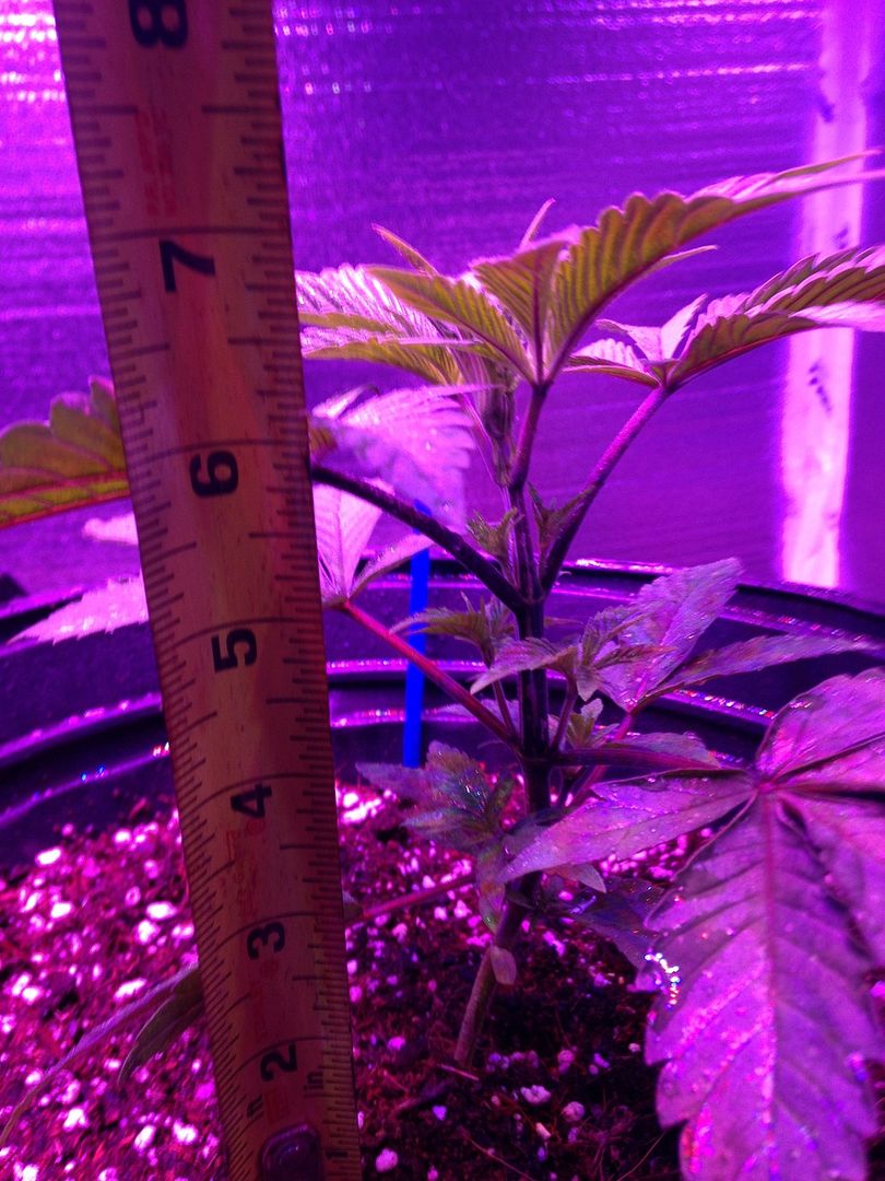 19%20day%20og%20gth%201_zpsaoxdjyug.jpg