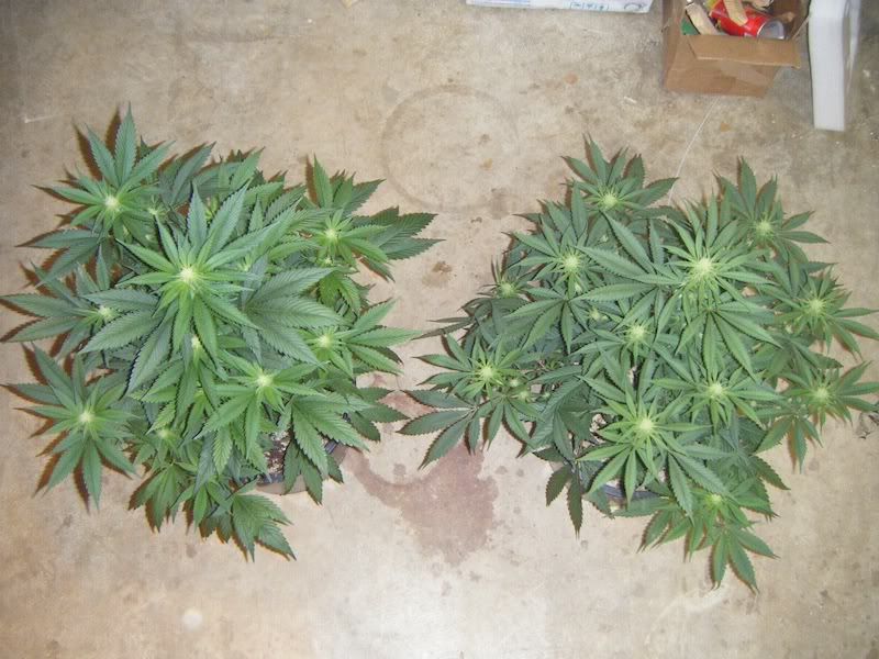 DSCF8233.jpg