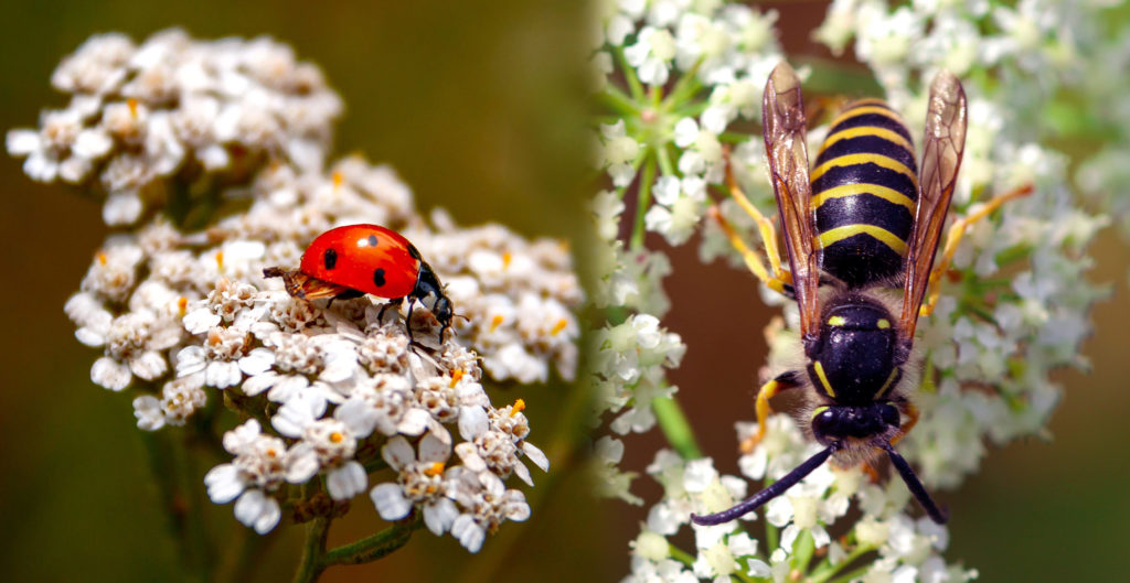 Friendly-companions-1024x529.jpg