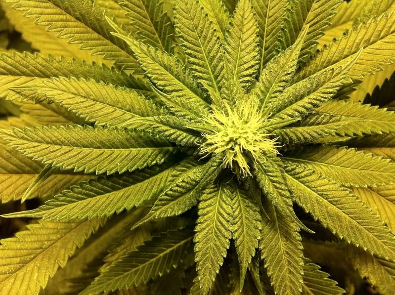 grow037.jpg