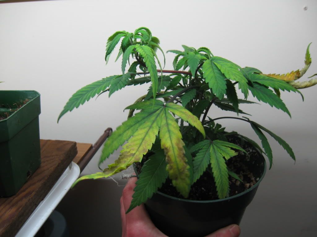 plantproblem011.jpg