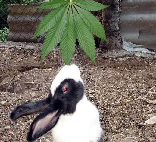 bunnyrabbitfood-1.jpg