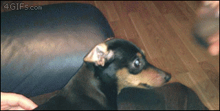 Dog-snout-inflates.gif