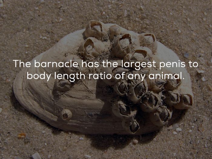 fake_sounding_facts_09.jpg