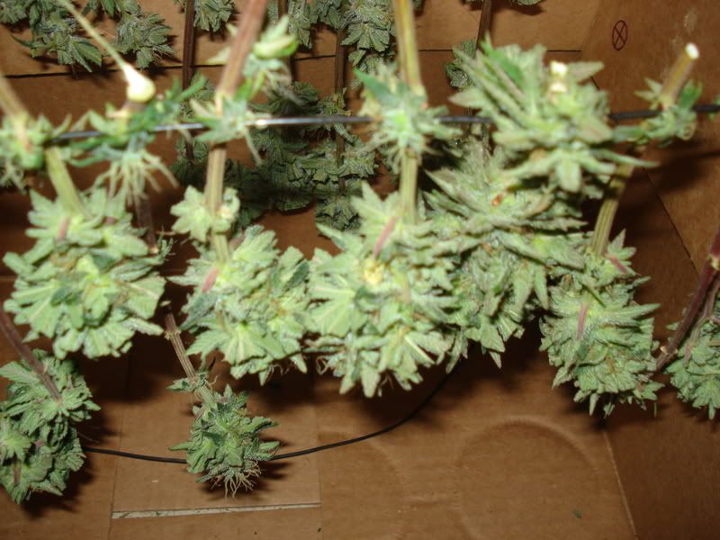 chron038.jpg