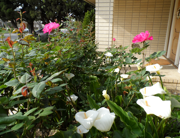 RoseGarden_zpseddaddc6.png