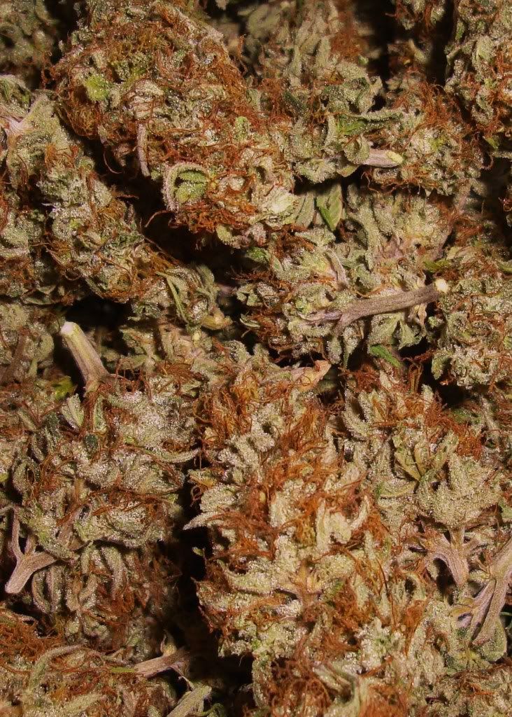 sexynugs2.jpg
