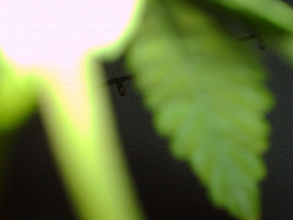 HPIM0385.jpg