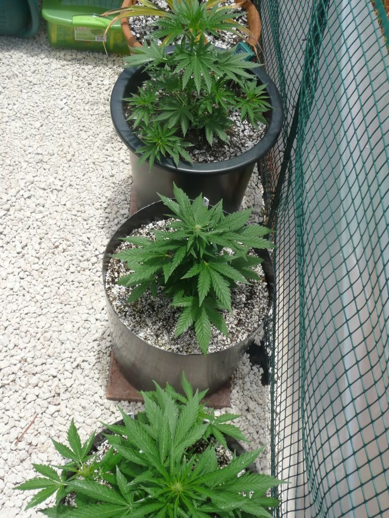 weed024-1.jpg