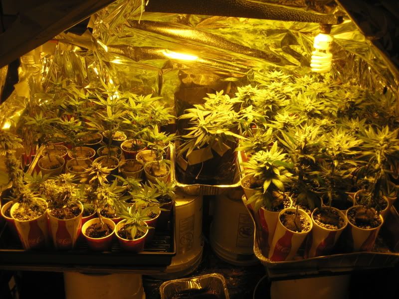 plants384.jpg