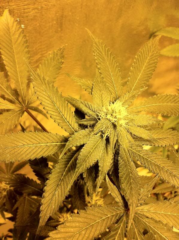 grow119.jpg