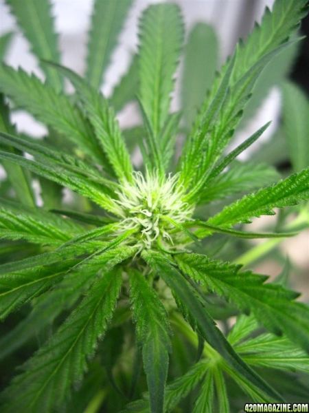 BB_CC_Grow_Update_Sep_13_35_.jpg