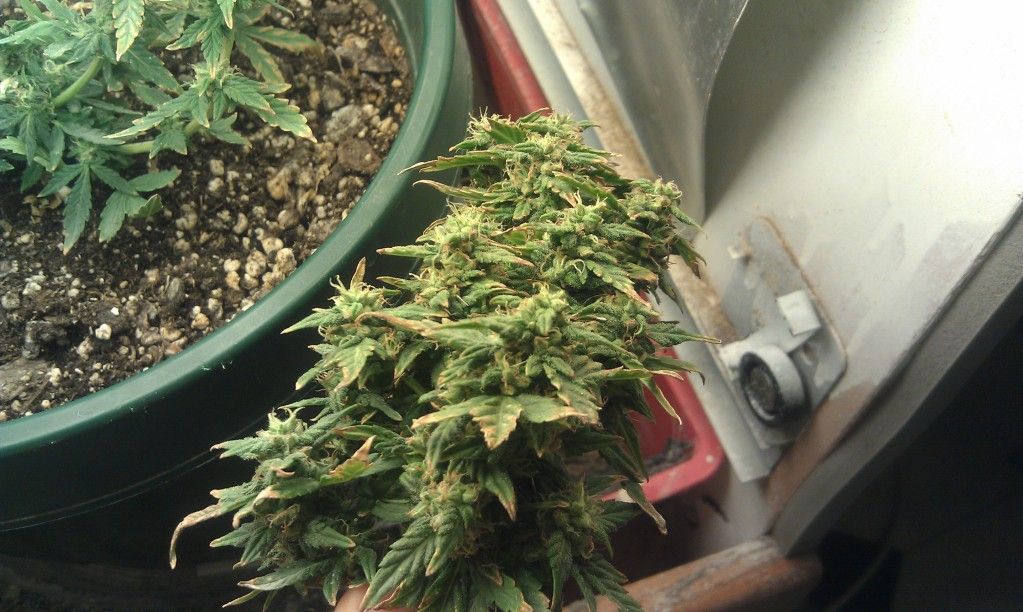 IMAG0417.jpg