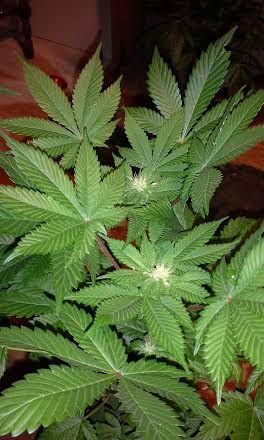 unnamed6_zps37f19f08.jpg