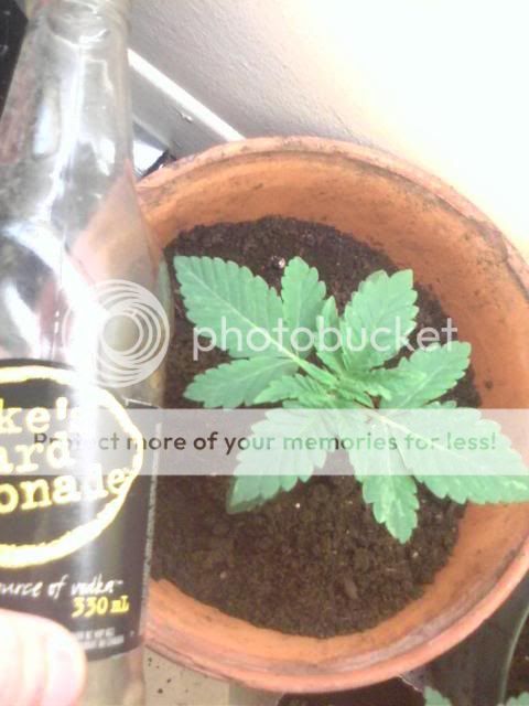 p_00013.jpg