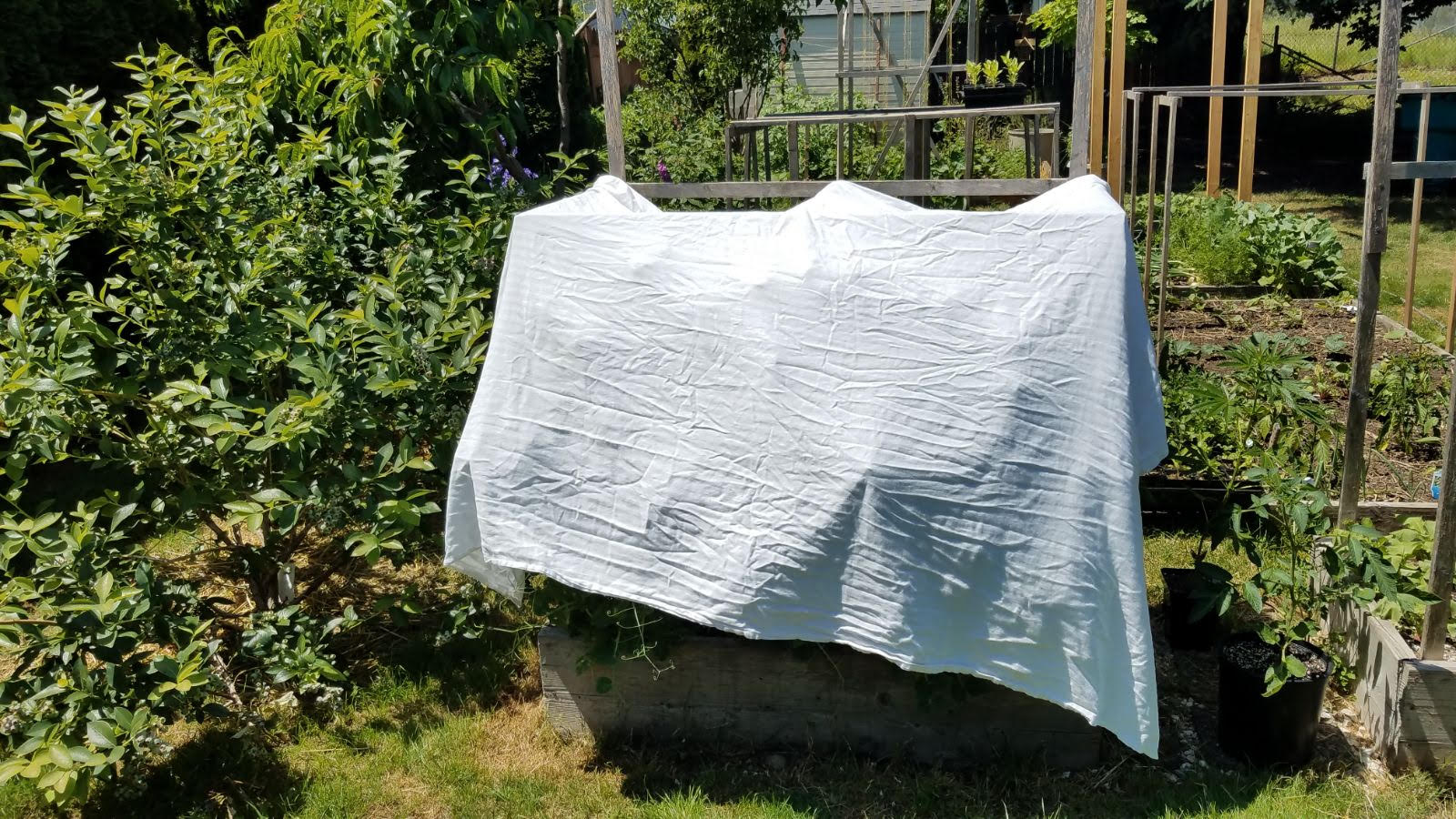 peascovered.jpg